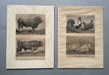 Boeufs, Coq, Poules Et