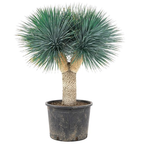 Yucca rostrata seeds graines - yucca,