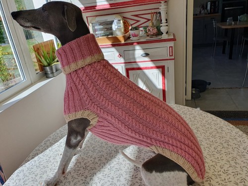 Neuf pull chien whippet rose - chien,