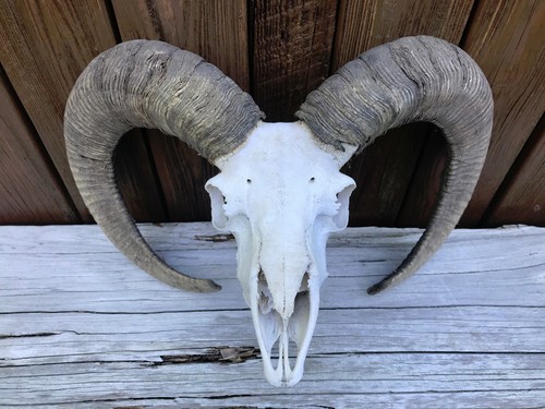 Taxidermy rare red - taxidermy, sheep