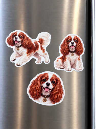 Girl cavalier king charles - 3,