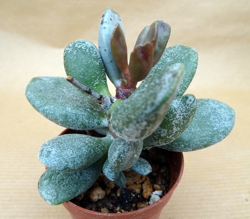 Adromischus hummel white - hummel's,
