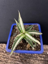 RARE! Agave Horrida Mediopicta