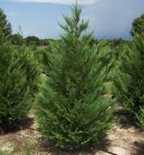 Leyland Cypress Tree - Live Plant - 24" Tall, Gallon Pot - Cupressus × leylandii