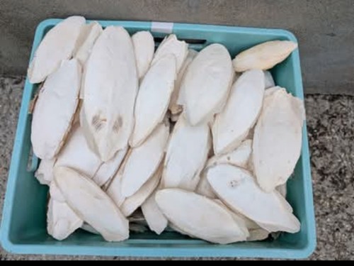 Seiche 2 kg oiseaux - seiche,,