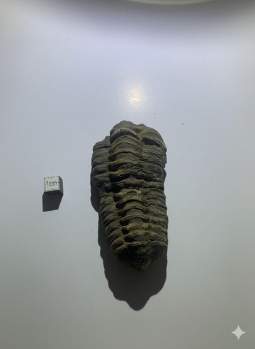 Trilobite naturel - (maroc), –
