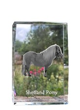 Poney Shetland - Cristal Avec