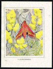 1934 Small Elephant Hawk Moth