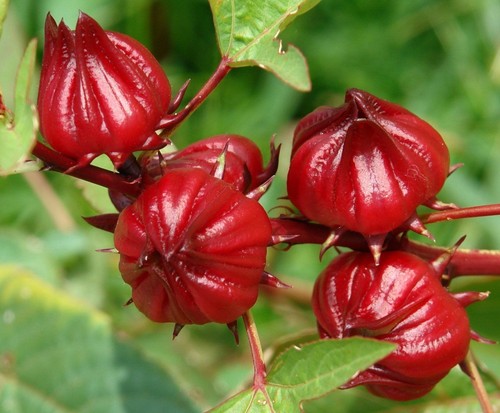 Roselle mauve africaine - -,