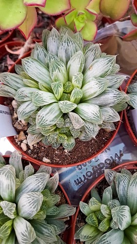Haworthia cooperii pilifera
