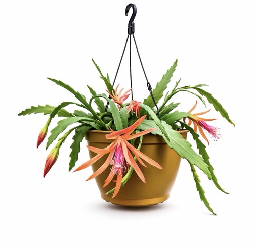 Epiphyllum cactus orchidée - .cactus,