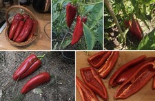 35 Graines Piment Kapia