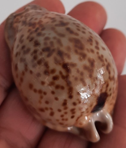 Curiosité taxidermie - curiosité,