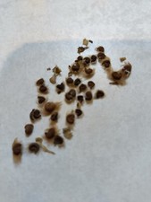 15 graines Hibiscus syriacus 