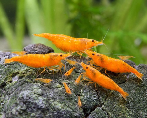 Lot crevettes orange - lot, de