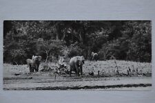 Yves Lanceau - 1980 - Elephants - Fox