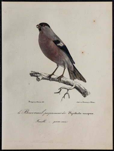 1830 bouvreuil pivoine - 1830,