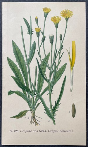 Botanique crépide des toits - crépide,