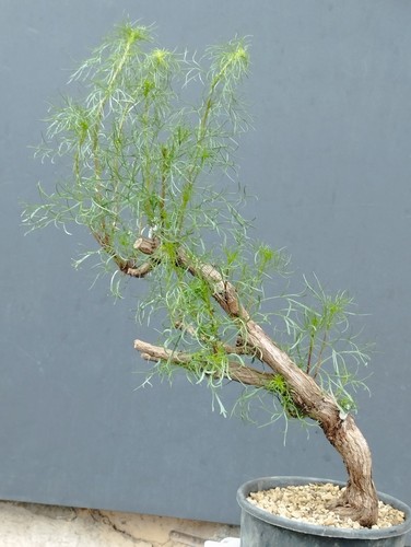 Bonsaï artemisia capillaris - bonsaï,