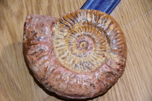 Grande ammonite