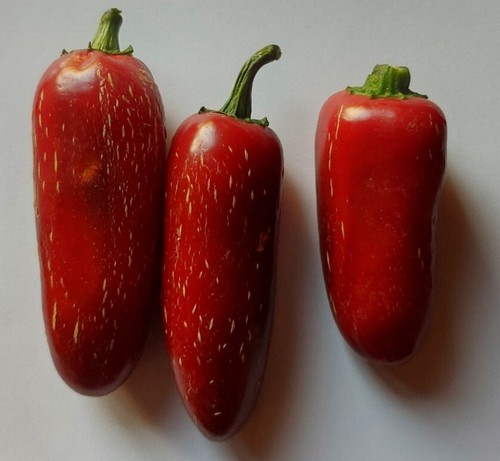 Graines piment jalapeno - 20, de