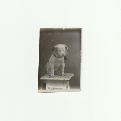 Jeune chien sur une sellette - ,