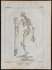 1825 - Squelette humain en mouvement - Gravure ancienne - Anatomie