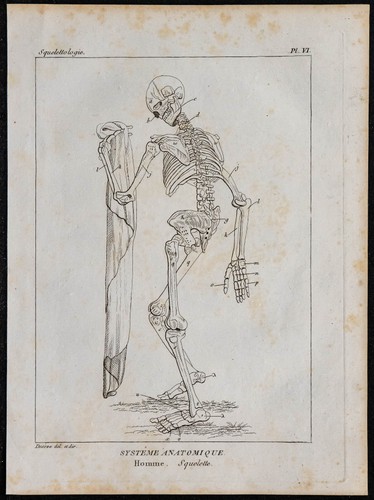 1825 squelette humain en - humain,