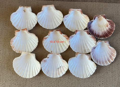 Lot coquilles saint jacques - lot,