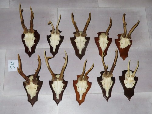 Lot pièces cornes - pièces, cerf
