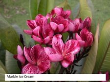 Rare Plumeria Marble Ice Cream/frangipani- 1 cutting- imported