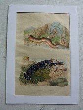 Gravure couleurs XIXe *