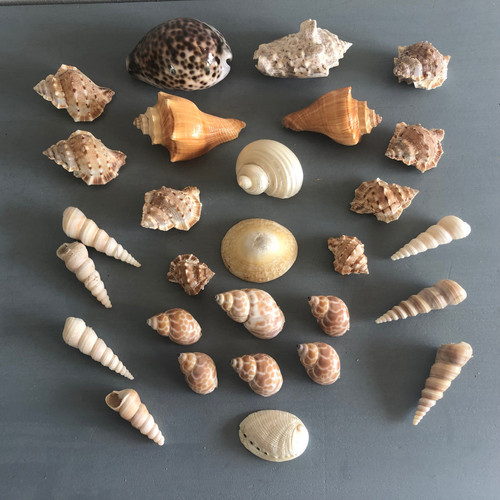 Beau lot coquillages - beau, de