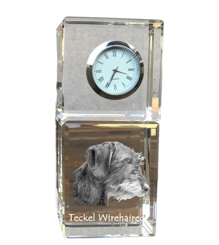 Teckel poil dur - teckel, en