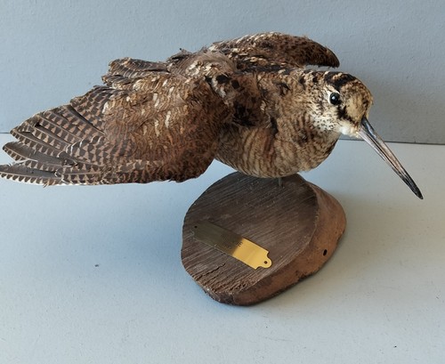 Taxidermie chasse bécasse - taxidermie, sur