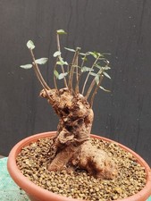 Bonsaï olivier 26 x 16 cm en