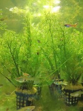 CERATOPTERIS THALICTROIDES PLANTE AQUATIQUE