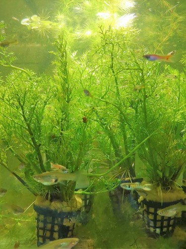 Ceratopteris thalictroides - ceratopteris,
