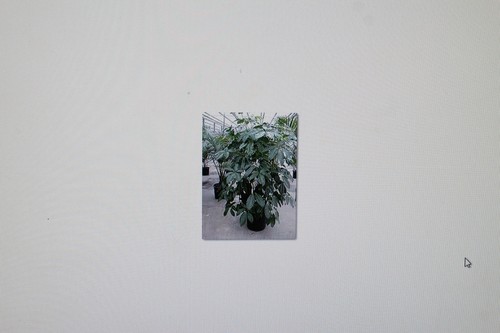 Graines schefflera - graines, de