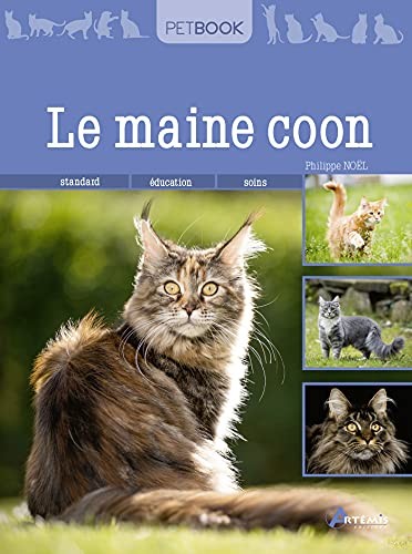Main coon - le,