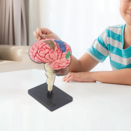 Modèle cerveau jouet 4d - de, cerveau,