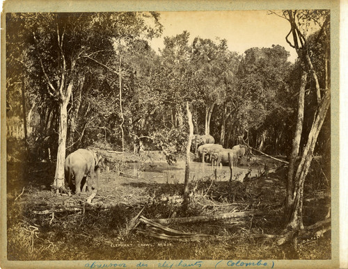 Colombo elephants vintage - elephants,