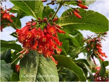 Iochroma fuchsioides ° 1