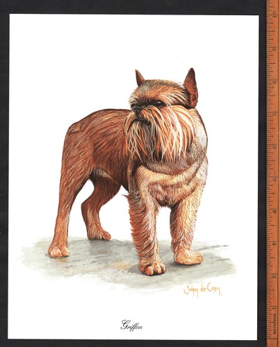 Griffon dog stunning - stunning, 8