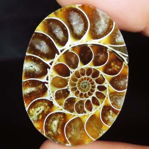 Ammonite fossil cabochon - ammonite,