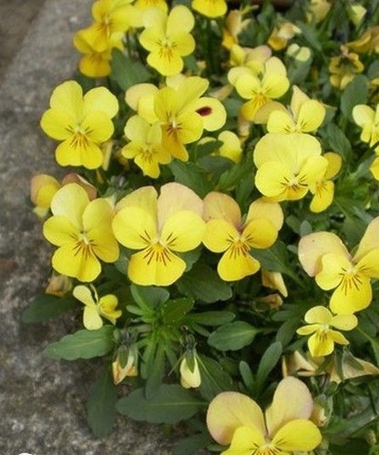 Violette cornue jaune - violette,