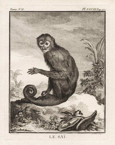 Singe capucin colombien - singe,