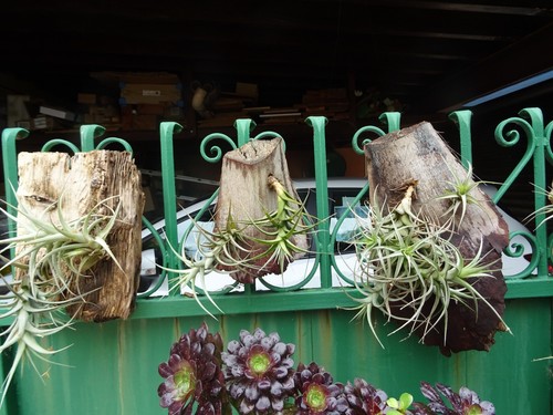 Lot tillandisia sur socle - lot,