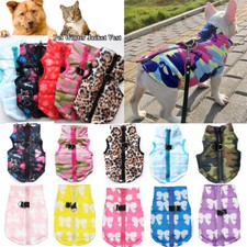 ⭐Chihuahua Petit Chien Pull