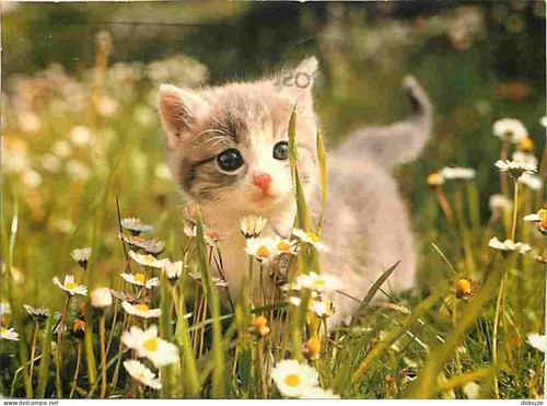 Carte postale animaux - carte,